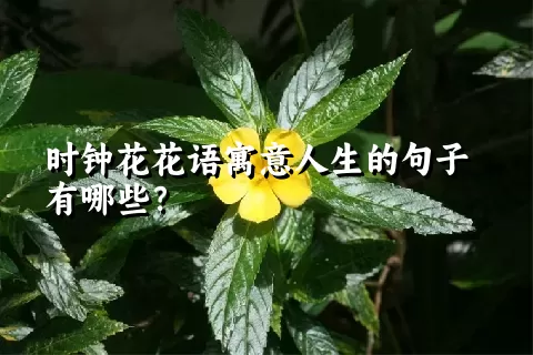 时钟花花语寓意人生的句子有哪些？