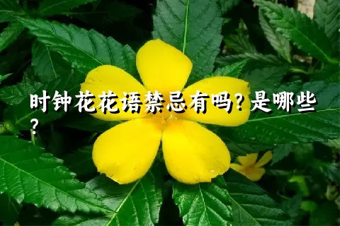 时钟花花语禁忌有吗？是哪些？