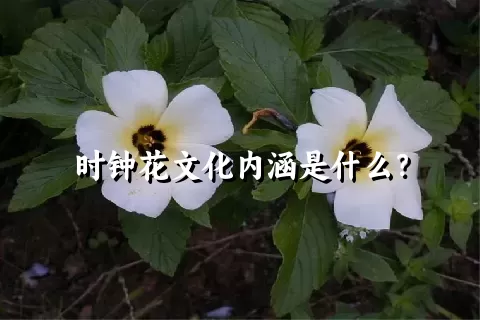 时钟花文化内涵是什么？