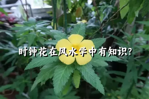 时钟花在风水学中有知识？