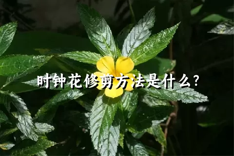 时钟花修剪方法是什么？