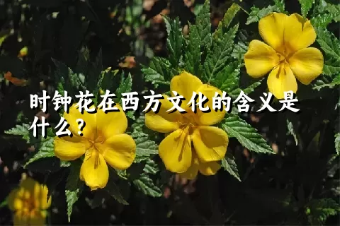 时钟花在西方文化的含义是什么？