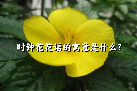 时钟花花语的寓意是什么？