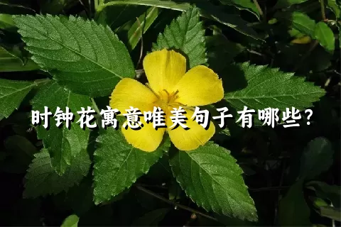 时钟花寓意唯美句子有哪些？