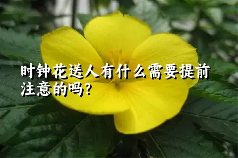 时钟花送人有什么需要提前注意的吗？