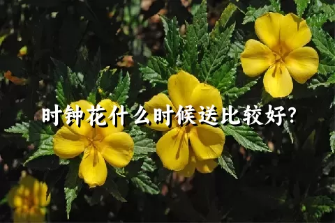 时钟花什么时候送比较好？