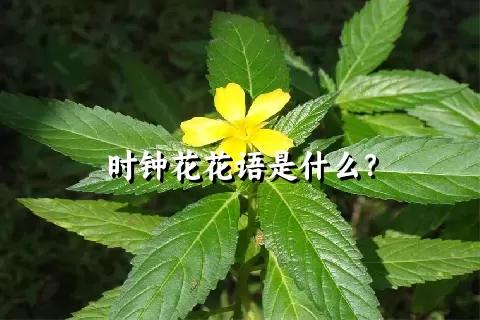 时钟花花语是什么？