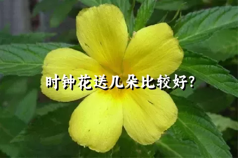 时钟花送几朵比较好？