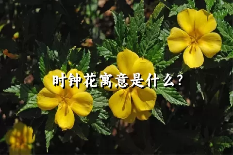 时钟花寓意是什么？