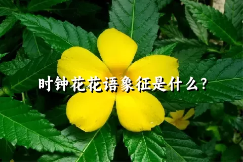 时钟花花语象征是什么？