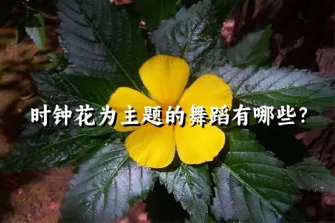 时钟花为主题的舞蹈有哪些？