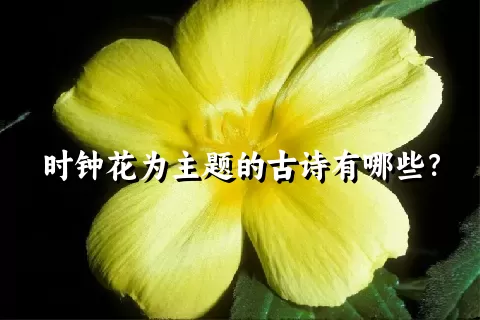 时钟花为主题的古诗有哪些？