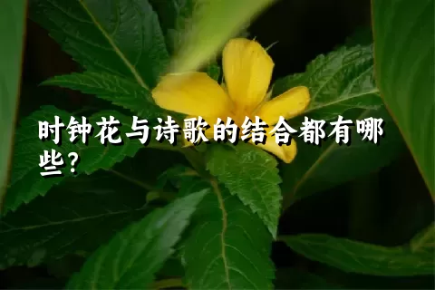 时钟花与诗歌的结合都有哪些？