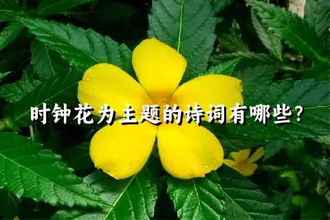 时钟花为主题的诗词有哪些？