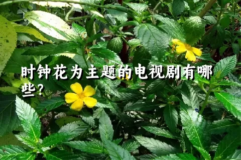 时钟花为主题的电视剧有哪些？