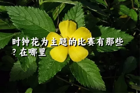 时钟花为主题的比赛有那些？在哪里