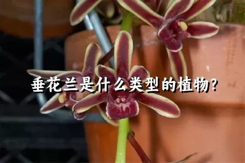 垂花兰是什么类型的植物？