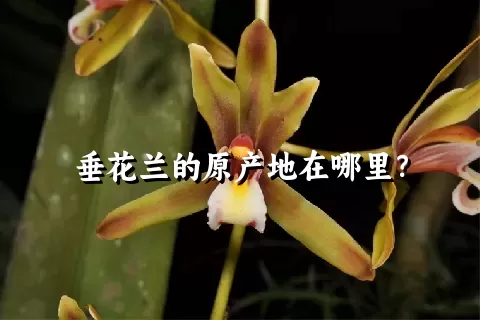 垂花兰的原产地在哪里？