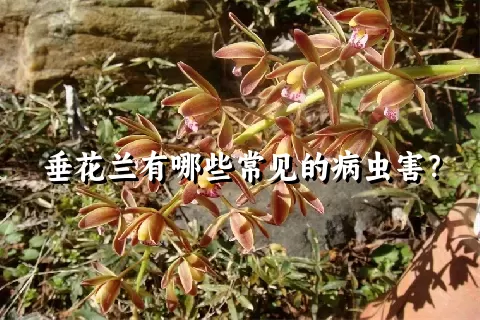 垂花兰有哪些常见的病虫害？