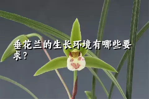 垂花兰的生长环境有哪些要求？