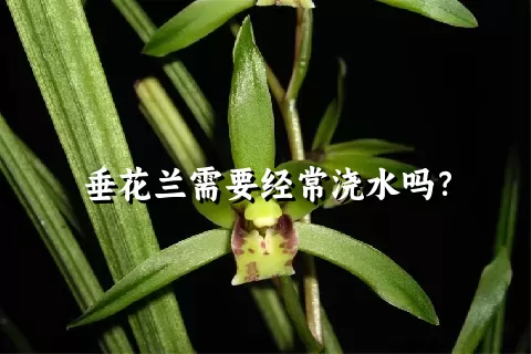 垂花兰需要经常浇水吗？