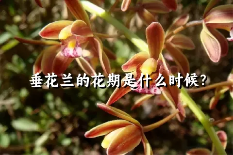 垂花兰的花期是什么时候？