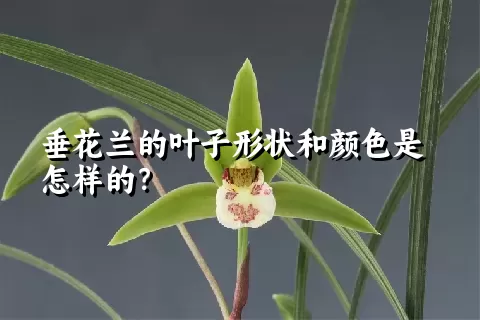 垂花兰的叶子形状和颜色是怎样的？