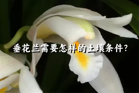 垂花兰需要怎样的土壤条件？