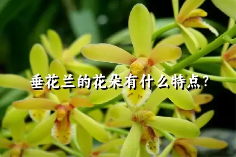 垂花兰的花朵有什么特点？