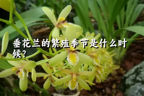 垂花兰的繁殖季节是什么时候？