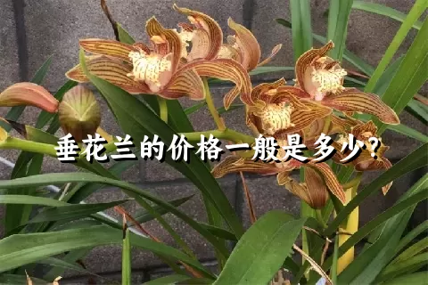 垂花兰的价格一般是多少？