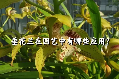 垂花兰在园艺中有哪些应用？