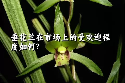 垂花兰在市场上的受欢迎程度如何？