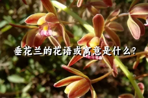 垂花兰的花语或寓意是什么？