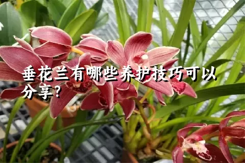 垂花兰有哪些养护技巧可以分享？