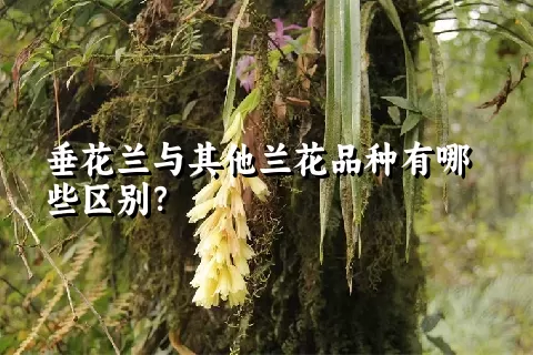 垂花兰与其他兰花品种有哪些区别？