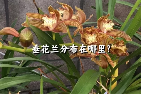 垂花兰分布在哪里?