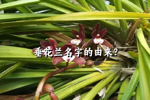 垂花兰名字的由来？