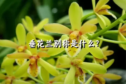 垂花兰别称是什么？