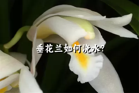 垂花兰如何浇水？