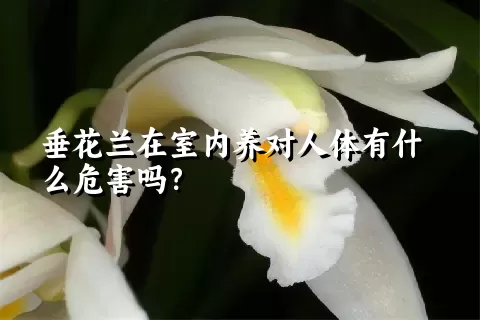 垂花兰在室内养对人体有什么危害吗？