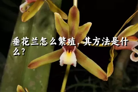 垂花兰怎么繁殖，其方法是什么？