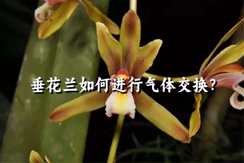 垂花兰如何进行气体交换？