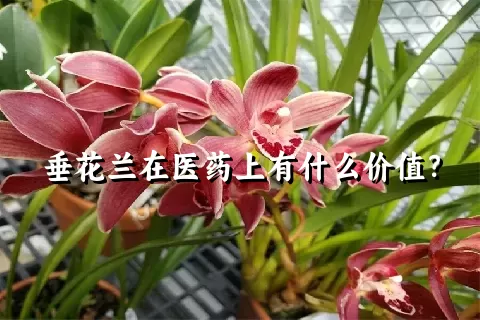 垂花兰在医药上有什么价值？