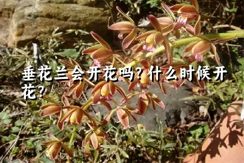 垂花兰会开花吗？什么时候开花？