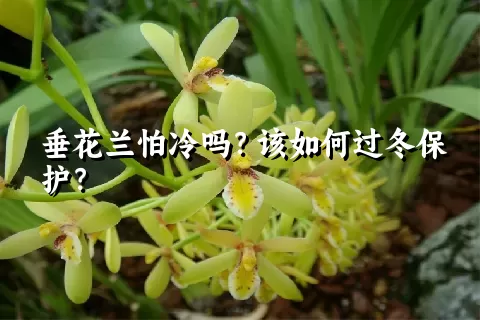 垂花兰怕冷吗？该如何过冬保护？