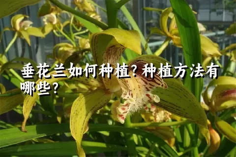 垂花兰如何种植？种植方法有哪些？