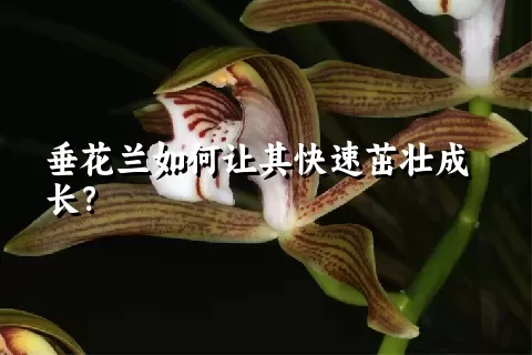 垂花兰如何让其快速茁壮成长？