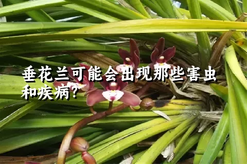 垂花兰可能会出现那些害虫和疾病？