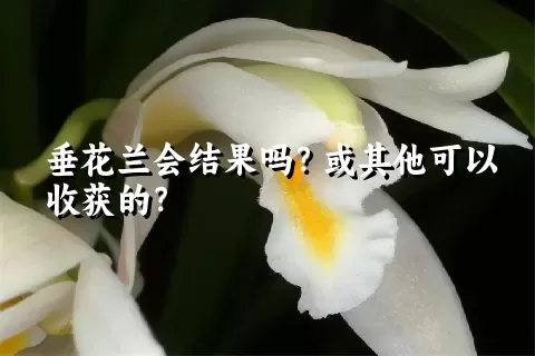 垂花兰会结果吗？或其他可以收获的？